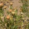 Espand (Syrische wijnruit) – 500 gram