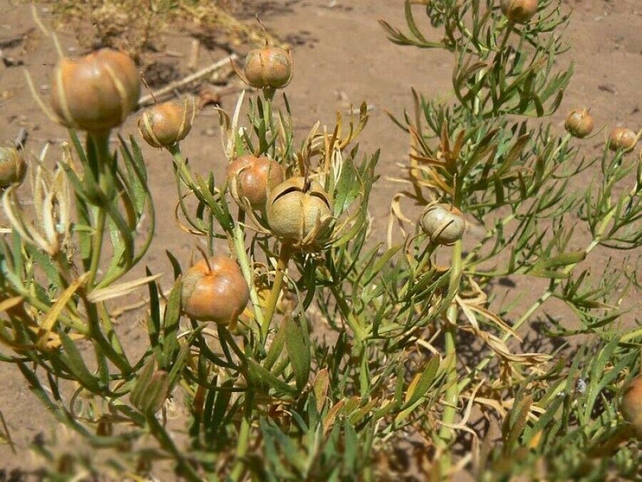 Espand (Syrische wijnruit) – 500 gram