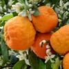 Gedroogde bittere sinaasappelbloemblaadjes – premium kruideninfusie voor thee – 800 gram