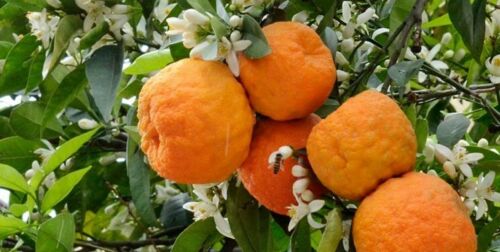 Gedroogde bittere sinaasappelbloemblaadjes – premium kruideninfusie voor thee – 800 gram