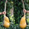 Perzische tar-snaarinstrument – handgemaakt door IranSaz, model Argavan