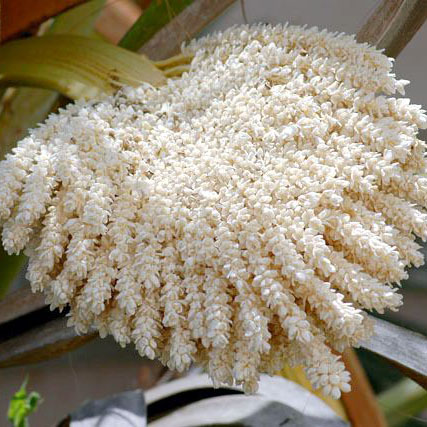 Dadelpalmstuifmeel – vruchtbaarheidsbevorderaar – 250 gram