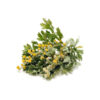 Gedroogde alsem (Artemisia absinthium) – 600 g premium bitter kruid