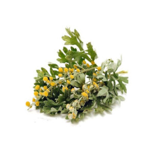 Gedroogde alsem (Artemisia absinthium) – 600 g premium bitter kruid