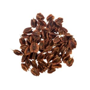 Gedroogde rabarberzaden – 750 g premium kwaliteit zaden