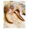 Ingelijste houtsnijwerk-kunst met dierenthema adelaar