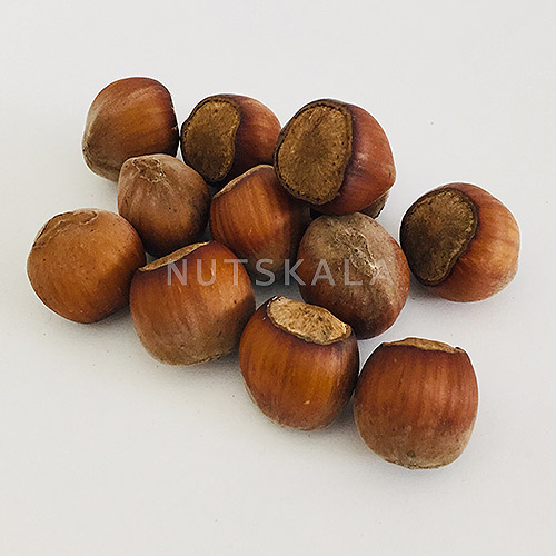 Rauwe Gepelde Perzische Hazelnoten – 500g – Premium Hazelnootkernen