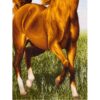 Handgeknoopte Perzische Beeldende Tapijt uit Tabriz met Paard Afbeelding
