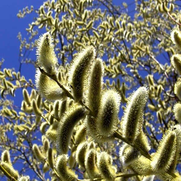 Gedroogde Kattenstaart (Pussy Willow) – 100% Natuurlijk & Organisch