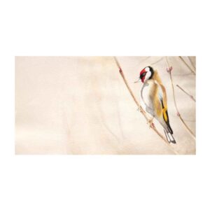 Originele realisme kunst – Olie op karton, vogel
