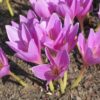 Gedroogde Suranjan Zoete Colchicum – 100g Premium Kruidenmiddel