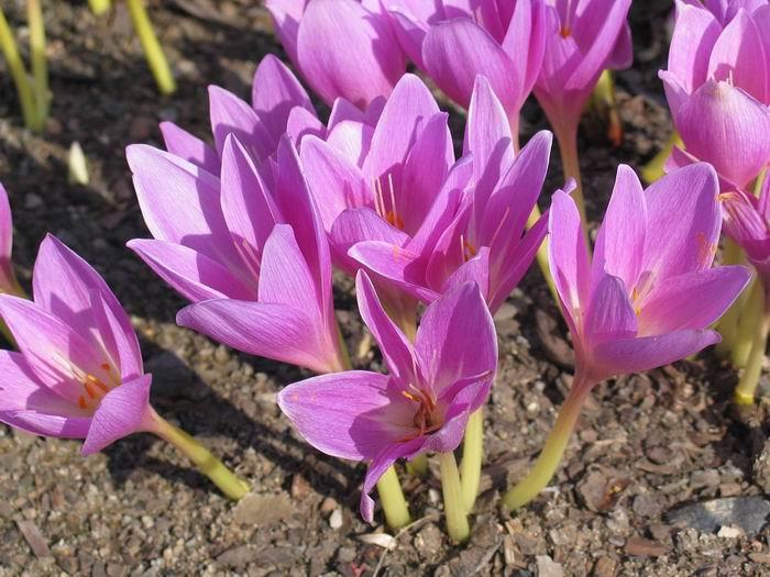 Gedroogde Suranjan Zoete Colchicum – 100g Premium Kruidenmiddel