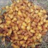 Bio Al-Mehteri dadels uit Iran – Vroegrijpe zoete gedroogde dadels - 2000g