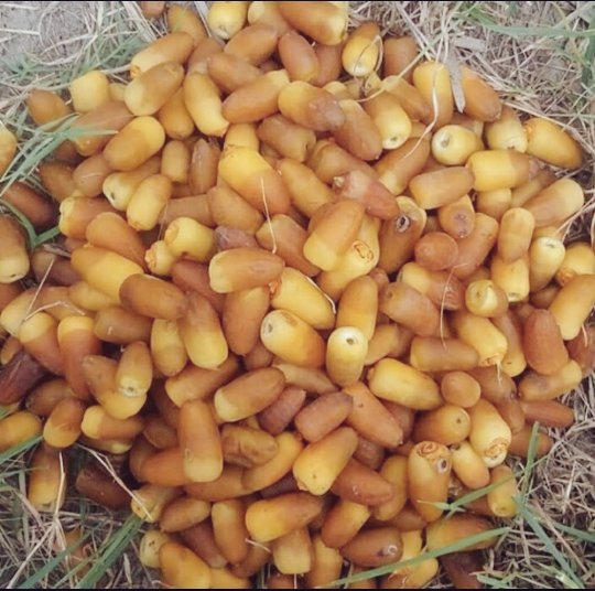 Bio Al-Mehteri dadels uit Iran – Vroegrijpe zoete gedroogde dadels – 2000g