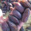 Organische Iraanse Medjool Gedroogde Dadels – 2000 gram