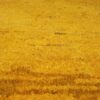 Authentiek handgeknoopt Perzisch minimalistisch Gabbeh tapijt - Effen, Geel, Wol