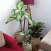 Set van 3 Perzische Handgeweven Palmbladmanden – Chevron Patroon