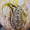 Perzische Decoratieve Struisvogelei - Goud Paisley Design