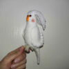 Amigurumi Gehaakte Whiteface Lutino Valkparkiet Knuffeldier
