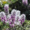 Gedroogde Stachys lavandulifolia (Chaye-e-Kohi) – 800 gram