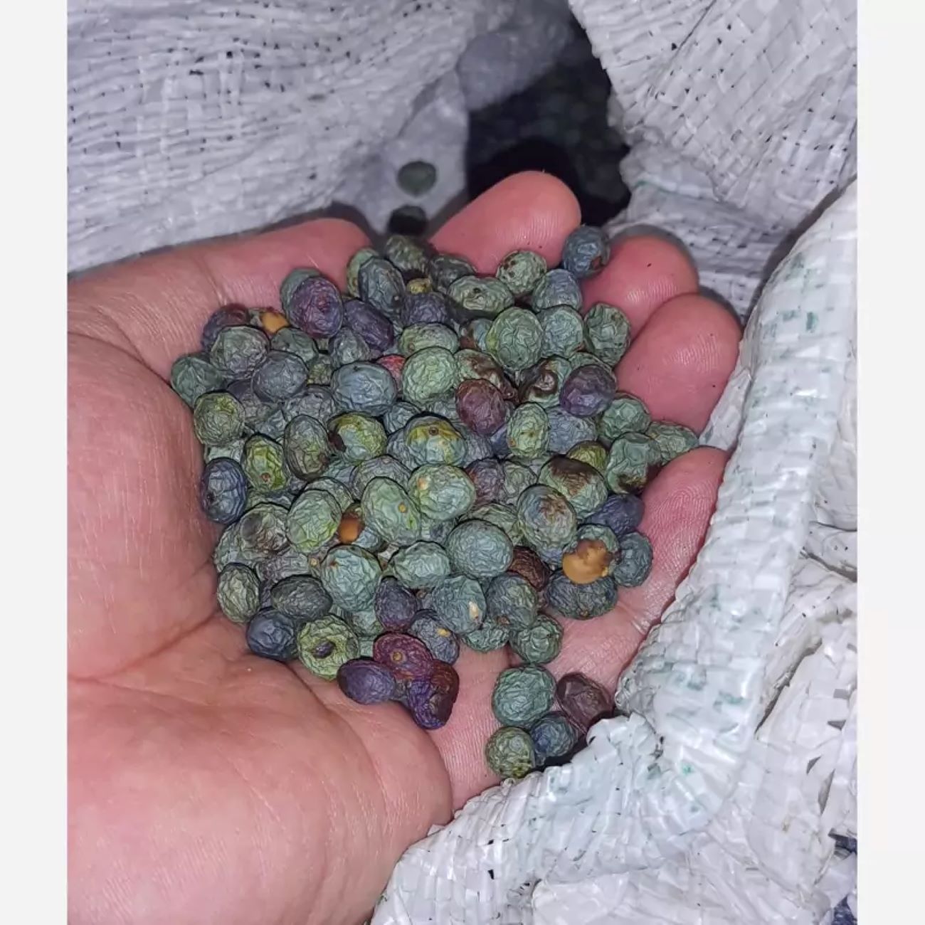 Rauwe Koerdische Pistachenoten – Wilde Bergpistaches – 1000g