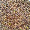 Gepelde Koerdische Pistachenoten – Wilde Bergpistachen, Pistacia Atlantica – 1000 g