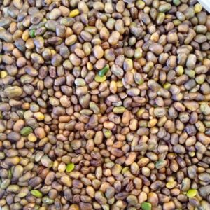 Gepelde Koerdische Pistachenoten – Wilde Bergpistachen, Pistacia Atlantica – 1000 g