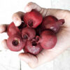 Yalda gedroogd granaatappelmodel (12-pack)