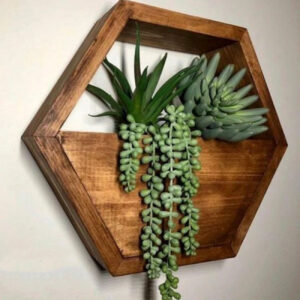 Hexagon Wandplantenbak voor Cactussen (Hout)